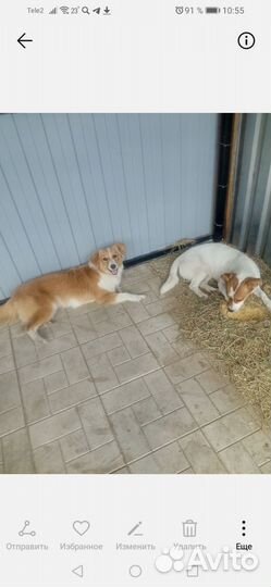 Собака в добрые руки