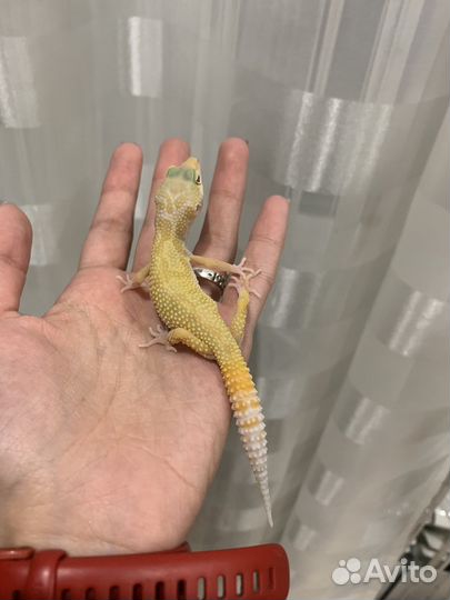 Малыши эублефаров