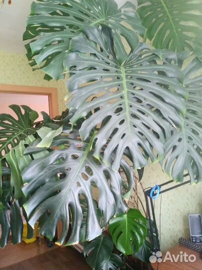 Крупный цветок для зимнего сада или большого холла