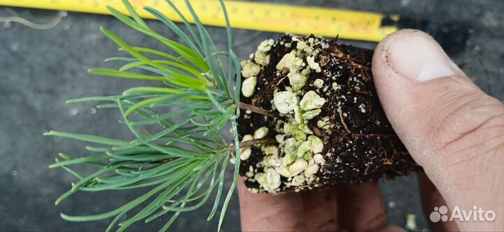 Сосна горная Мугус и Пумилио