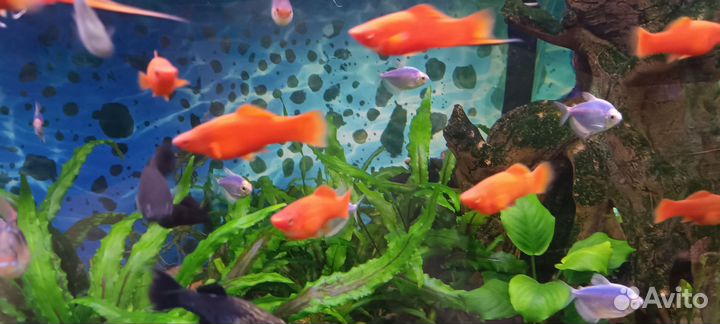 Аквариумные рыбки