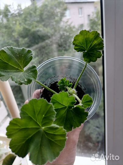 Пеларгония PAC Viva Rosita