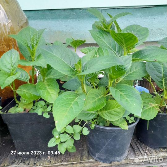 Саженцы гортензии