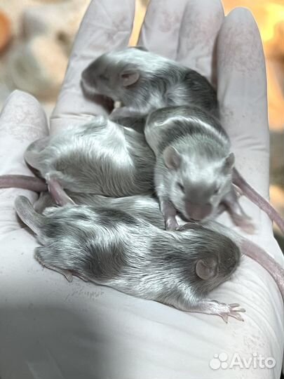 Мышки Тексельные Сатиновые Розетки