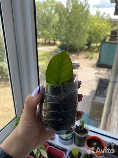 Замиокулькас