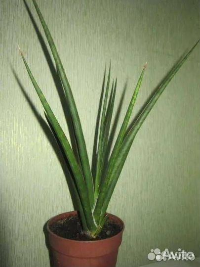 Сансевиерии сортовые Нимф,Стар роус,Бонсенленсис