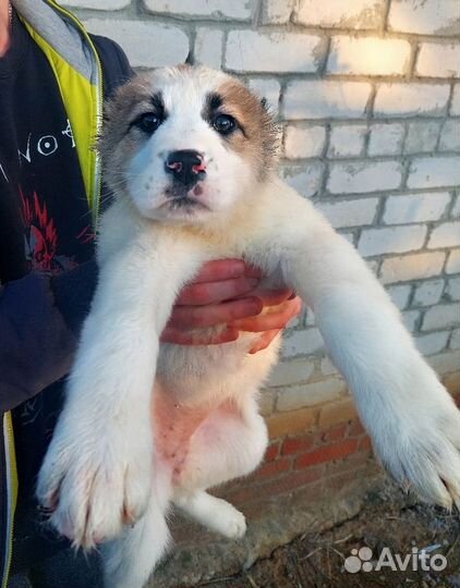 Среднеазиатская овчарка