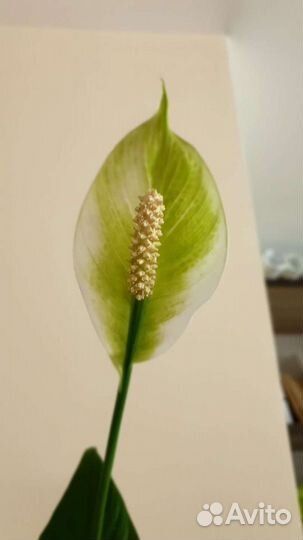 Спатифиллум