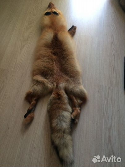 Шкура лисы,енотовидной собаки