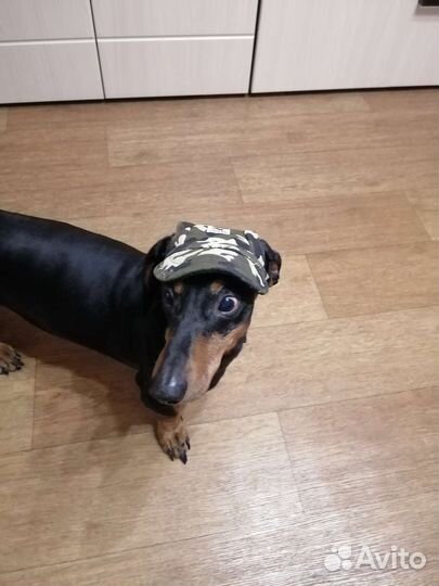 Кепка для собак