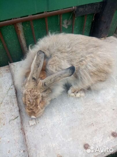 Пух кролиный