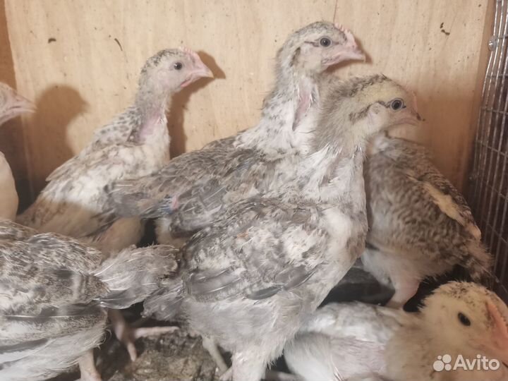 Цветной французский бройлер