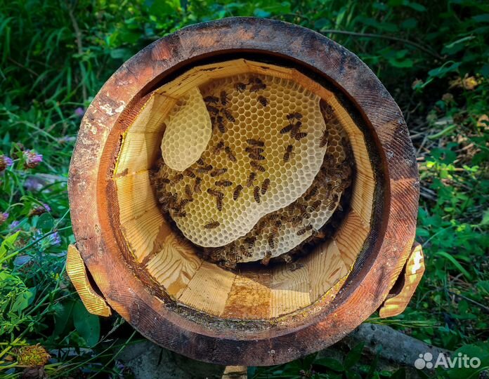 Мёд из колоды - тысячи лесных целебных медоносов