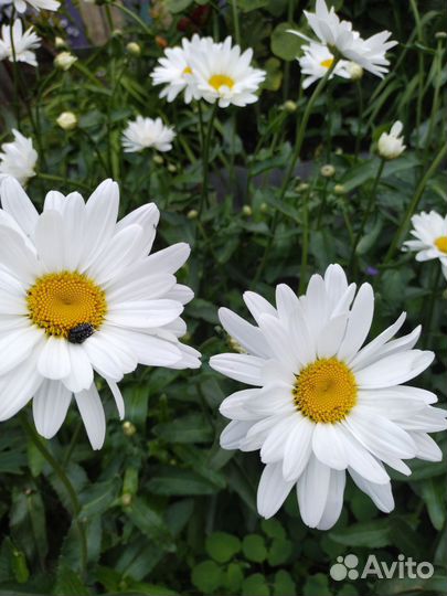 Ромашка крупная