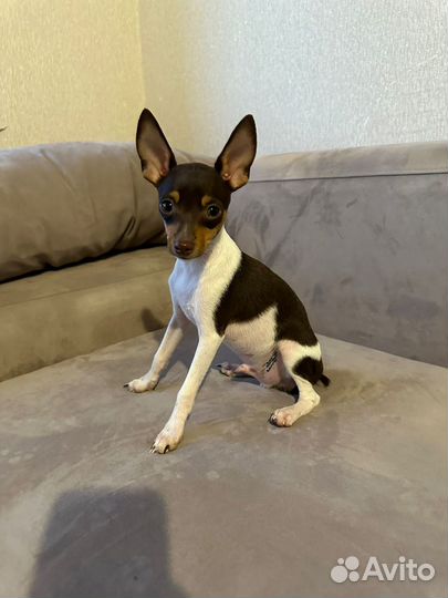 Той фокстерьер