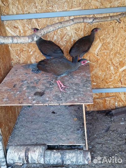 Серебряный фазан