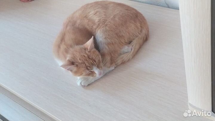 Котики бесплатно в добрые руки