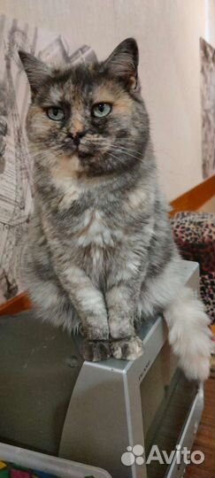 Кошка в дар бесплатно