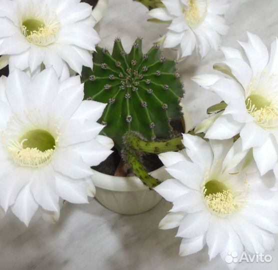 Кактус цветущий