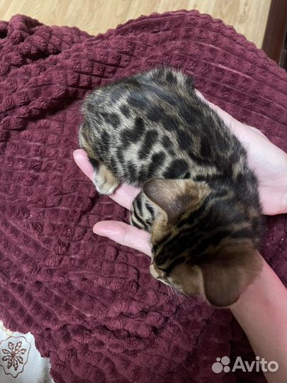 Бенгальская кошка