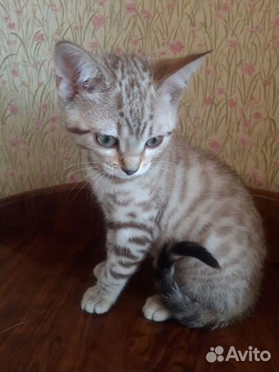 Котенок серебристый табби