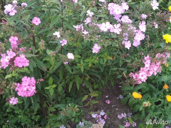 Эхинацея Хризантема Флоксы Яснотка Ромашка Герань