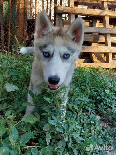 Сибирский хаски