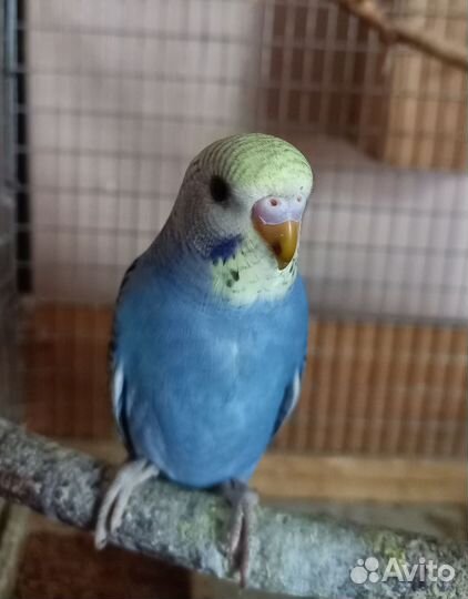 Птенцы волнистый попугай