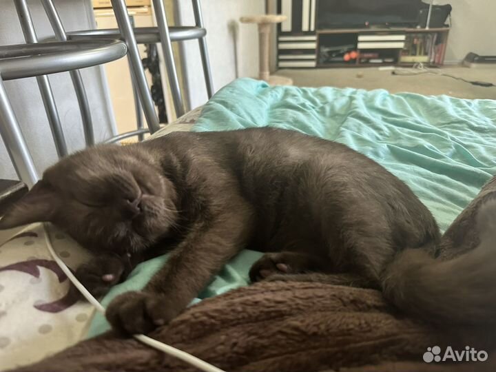 Шотландский кот