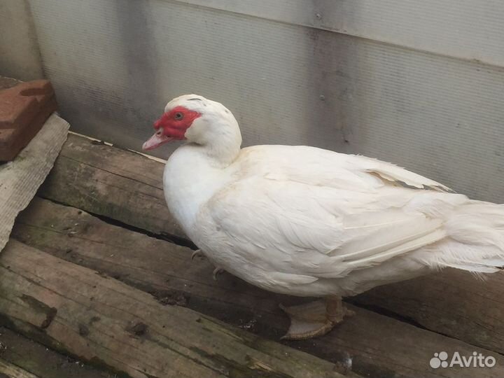 Утята мускусной утки (индоутки) белые