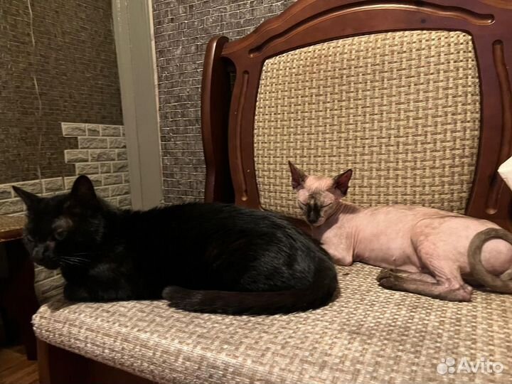 Донской сфинкс