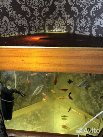 Аквариум и рыбки