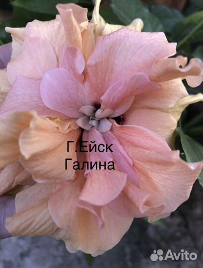 Гибискус,китайская роза