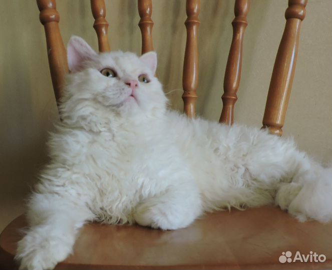 Котик селкирк рекс Шейк