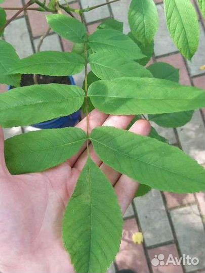 Саженец маньчжурского ореха, 70см, 2 года