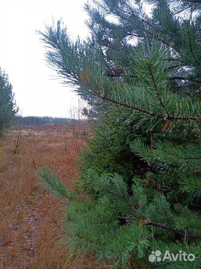 Еловые,сосновые ветки,лапник