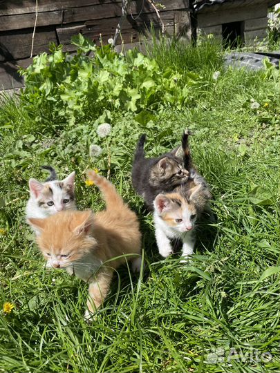 Котята бесплатно