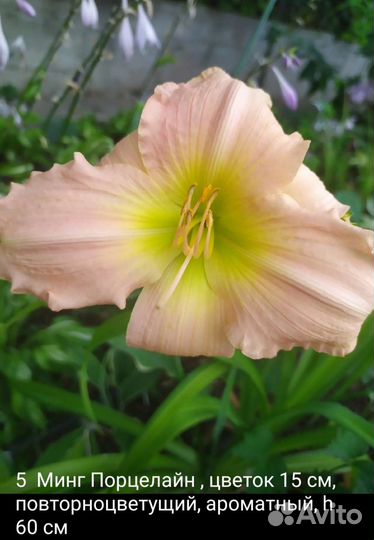 Лилейник, гибискусы, физостегия, аукуба