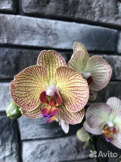Орхидея фаленопсис