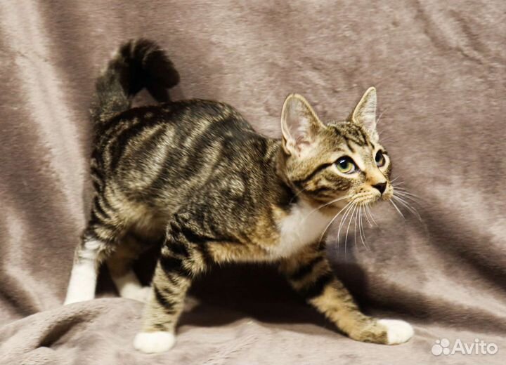 Малыш Саймон ищет дом