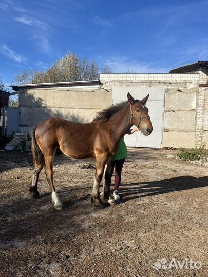 Владимирский тяжеловоз