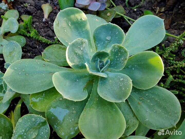 Суккуленты