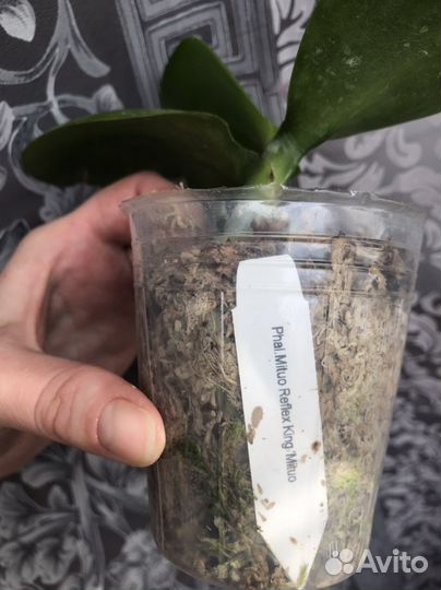 Орхидея P. Mituo Reflex King ‘ Mituo’