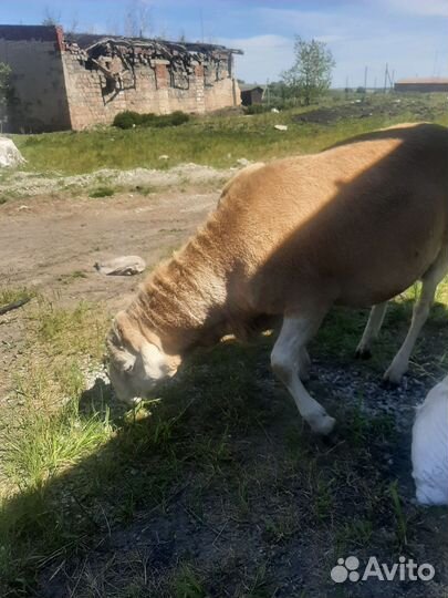 Катумский баран