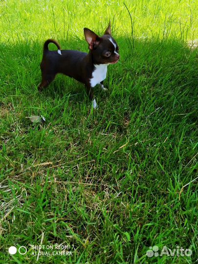 Чихуахуа супер мини девочка РКФ