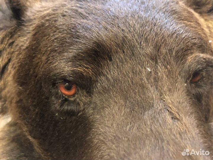 Шкура медведя имитация