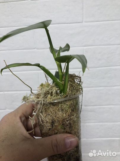 Филодендрон Сильвер Хастатум