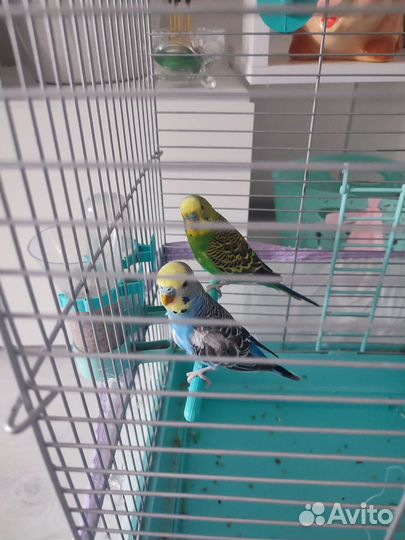 Волнистый попугай с клеткой