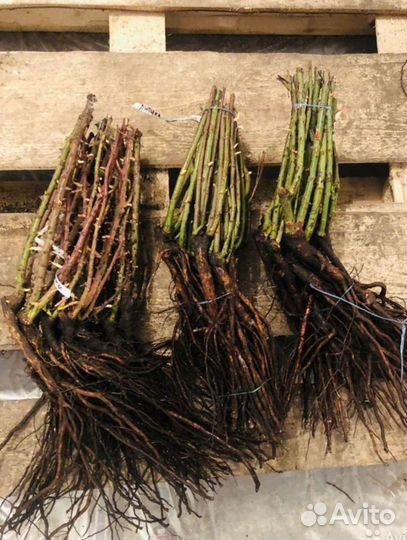 Саженцы роз Элитные сорта