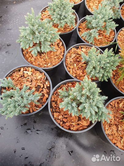 Можжевельник Блю Стар